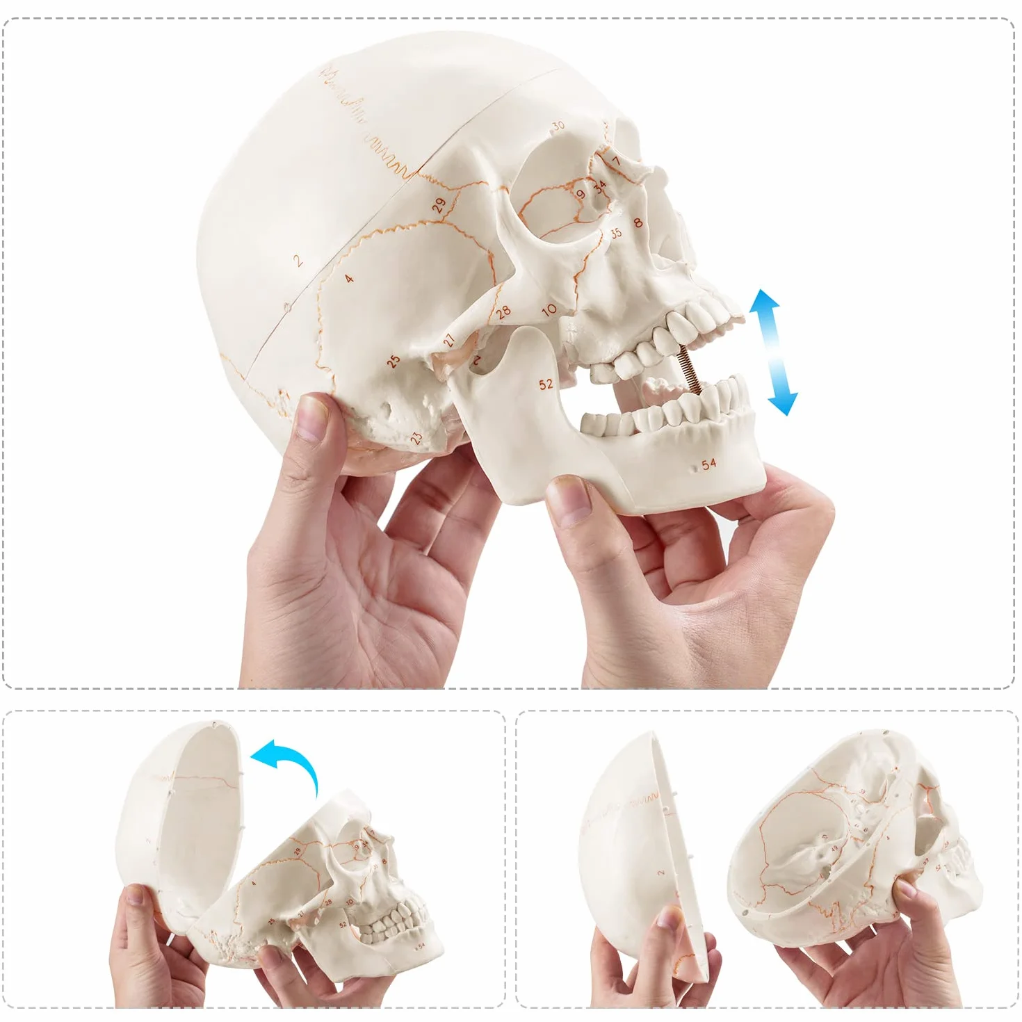 Anatomiczny model ludzkiej czaszki naturalnej wielkości laserowo grawerowany dla studentów medycyny