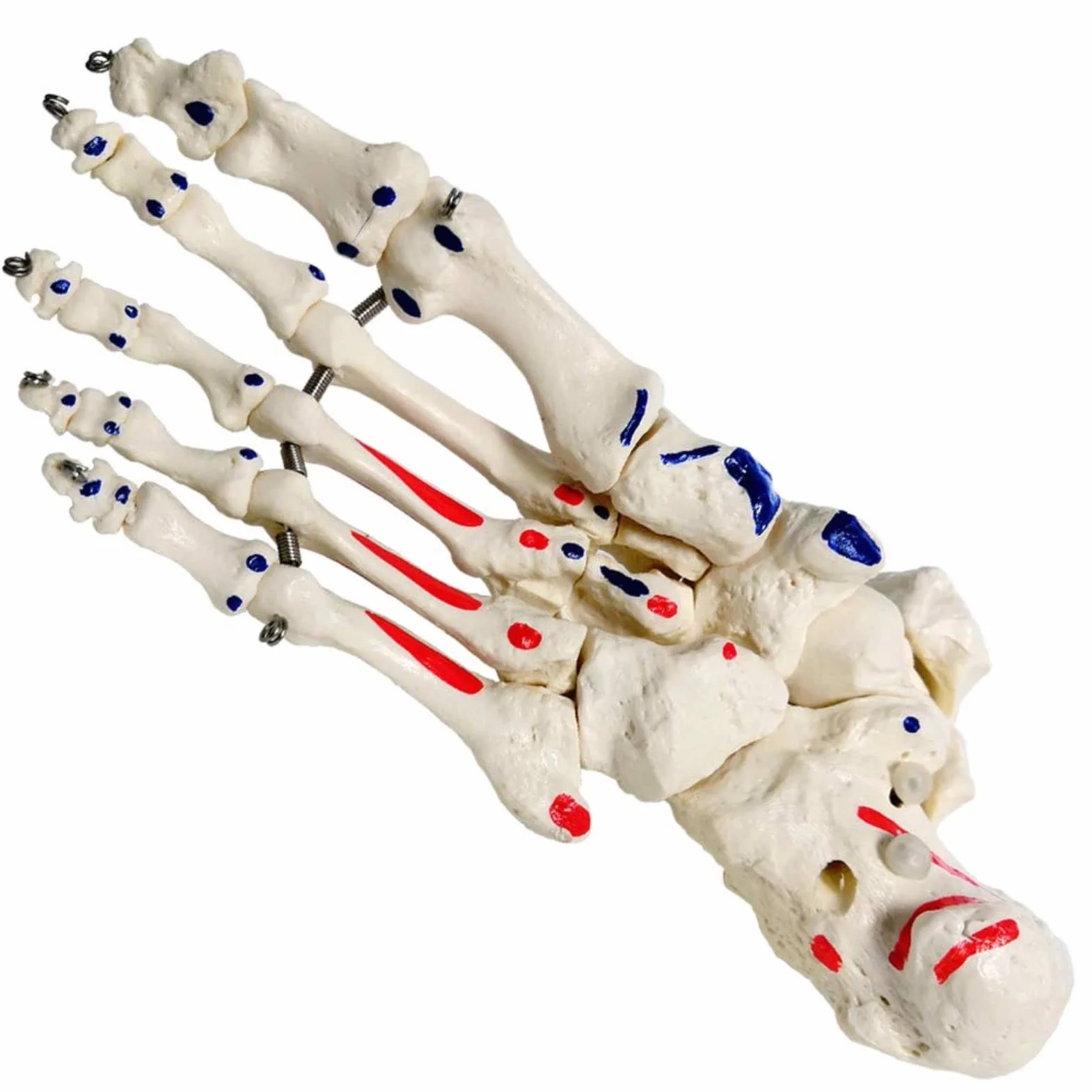 EVOTECH SCIENTIFIC Model szkieletu stóp anatomii z fibula tibia, prawy, w pełni ruchomy