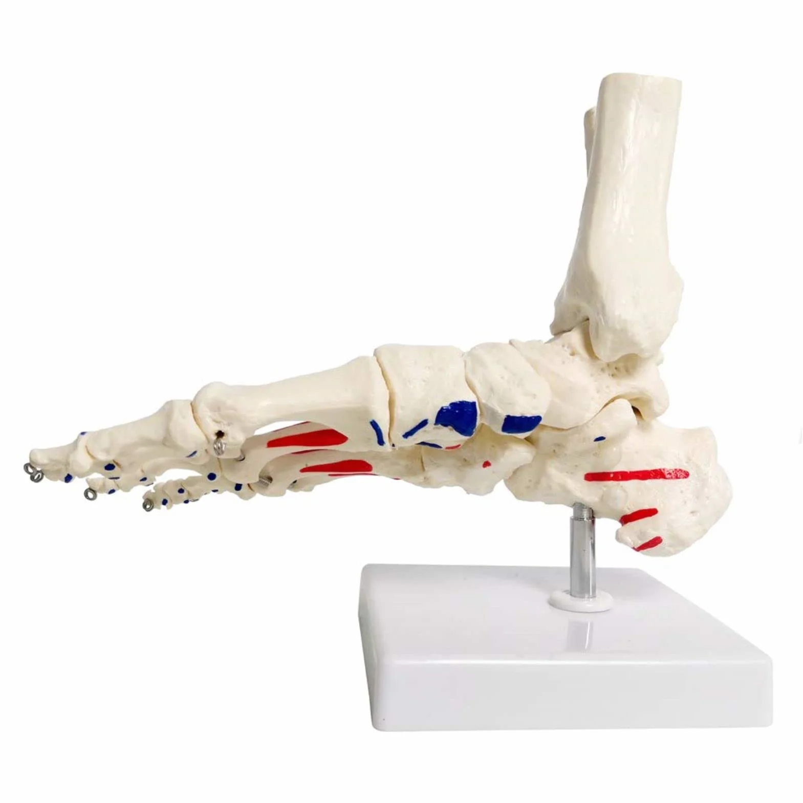EVOTECH SCIENTIFIC Model szkieletu stóp anatomii z fibula tibia, prawy, w pełni ruchomy