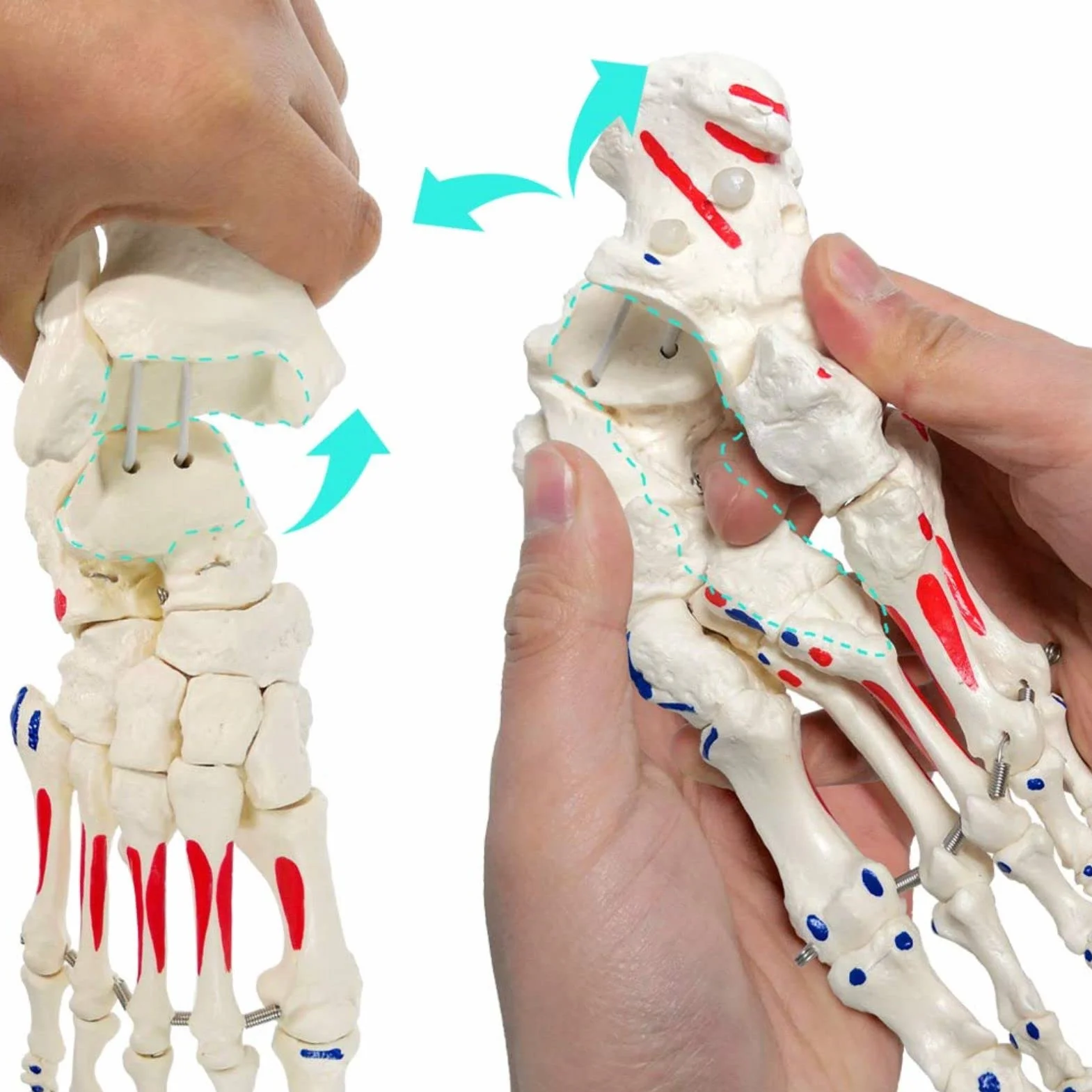 EVOTECH SCIENTIFIC Model szkieletu stóp anatomii z fibula tibia, prawy, w pełni ruchomy