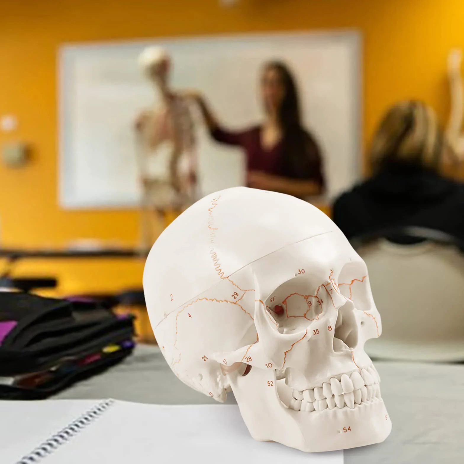Anatomiczny model ludzkiej czaszki naturalnej wielkości laserowo grawerowany dla studentów medycyny