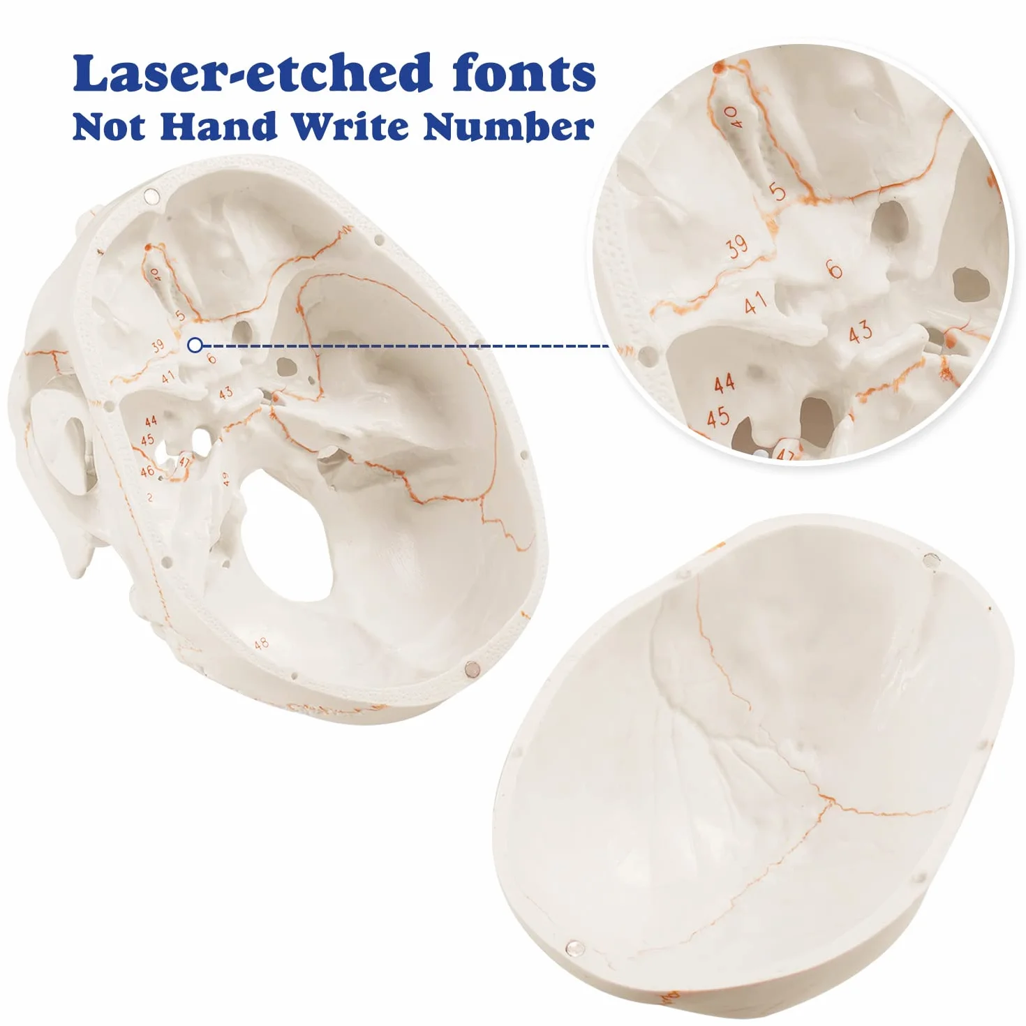 Anatomiczny model ludzkiej czaszki naturalnej wielkości laserowo grawerowany dla studentów medycyny