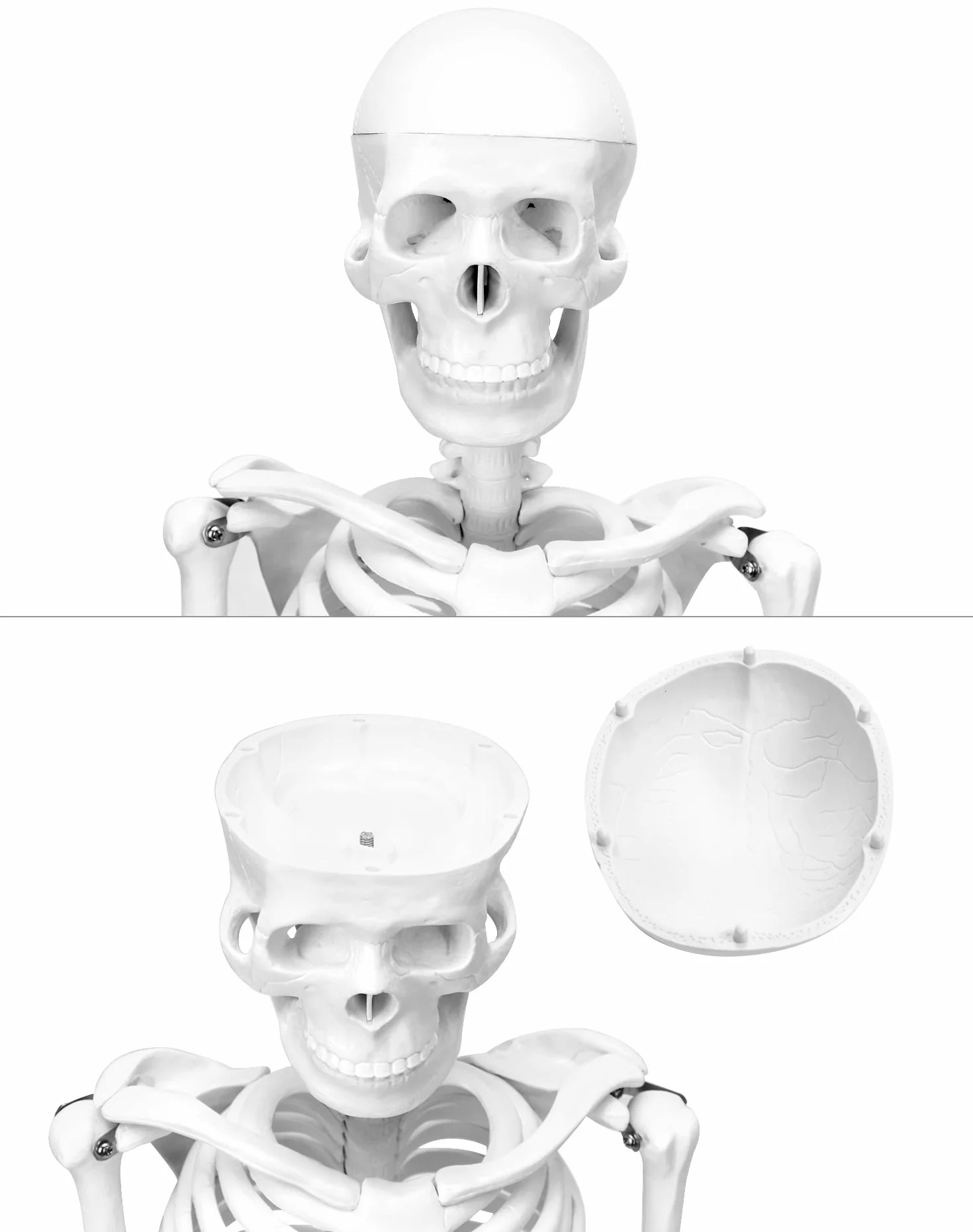 QWORK Model anatomiczny szkieletu człowieka 85 cm narzędzie do nauczania medycznego