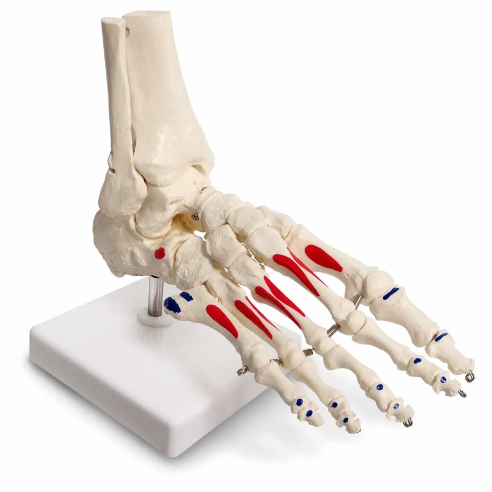 EVOTECH SCIENTIFIC Model szkieletu stóp anatomii z fibula tibia, prawy, w pełni ruchomy