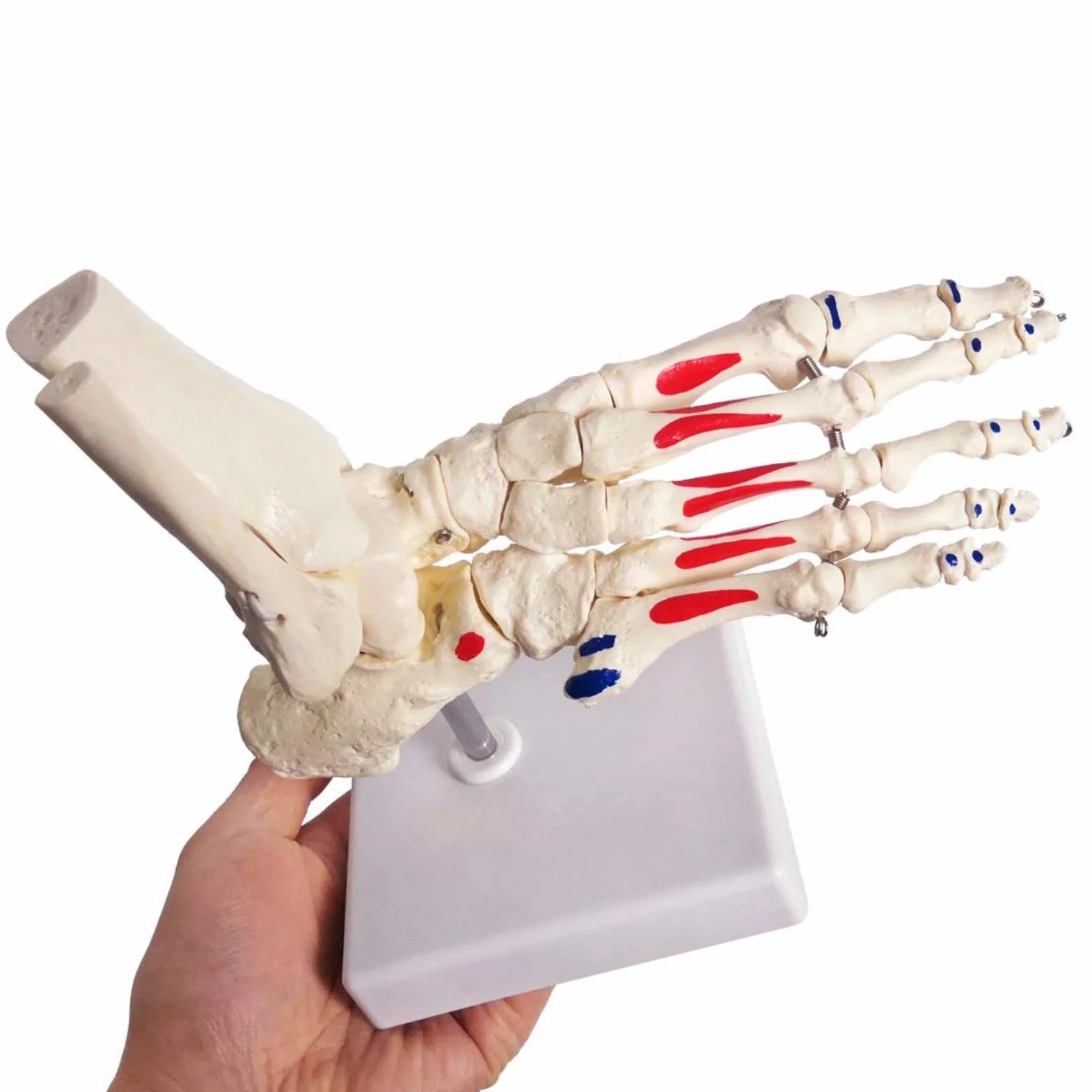 EVOTECH SCIENTIFIC Model szkieletu stóp anatomii z fibula tibia, prawy, w pełni ruchomy