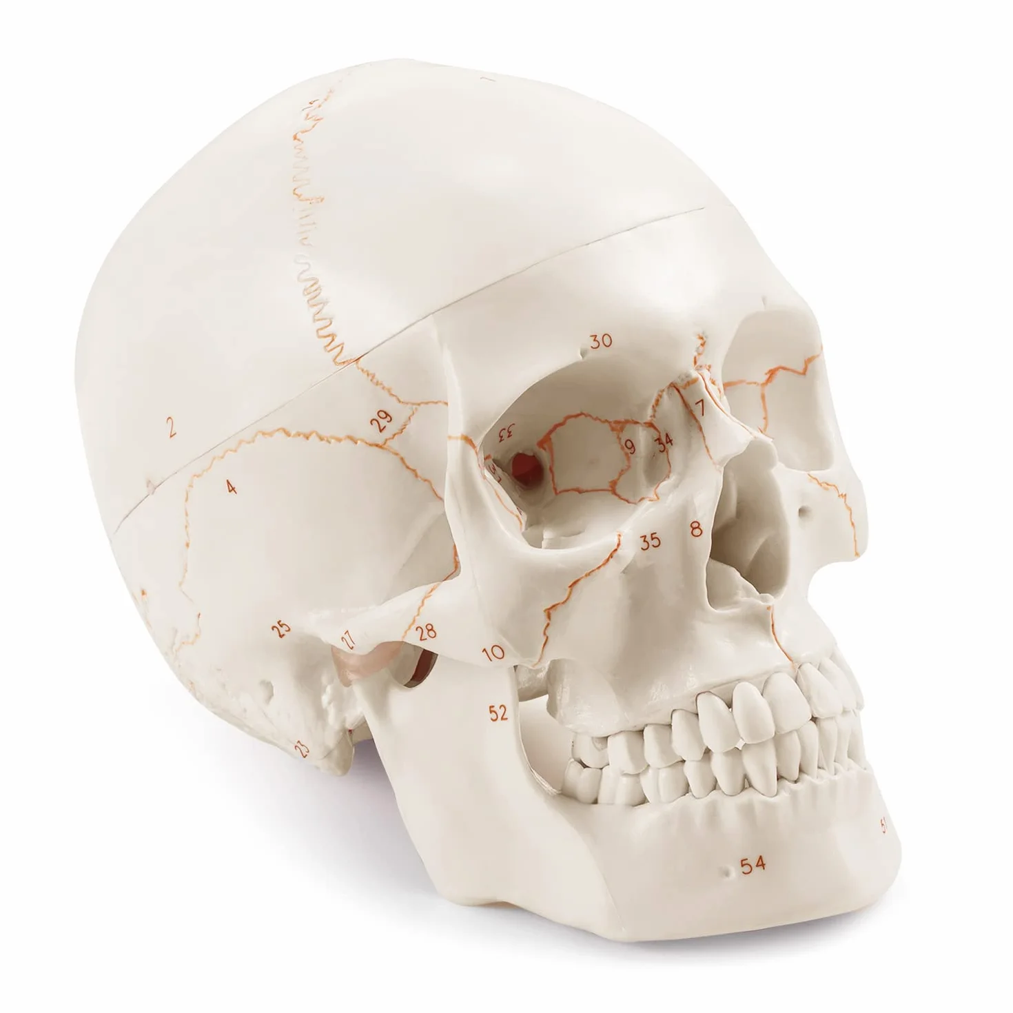 Anatomiczny model ludzkiej czaszki naturalnej wielkości laserowo grawerowany dla studentów medycyny