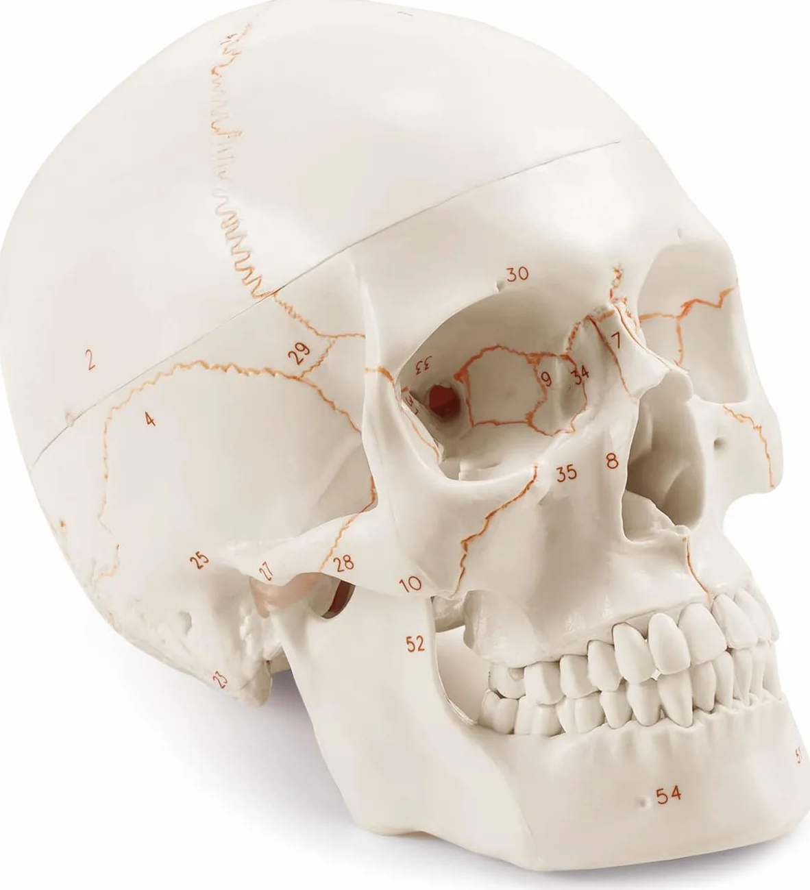 Anatomiczny model ludzkiej czaszki naturalnej wielkości laserowo grawerowany dla studentów medycyny