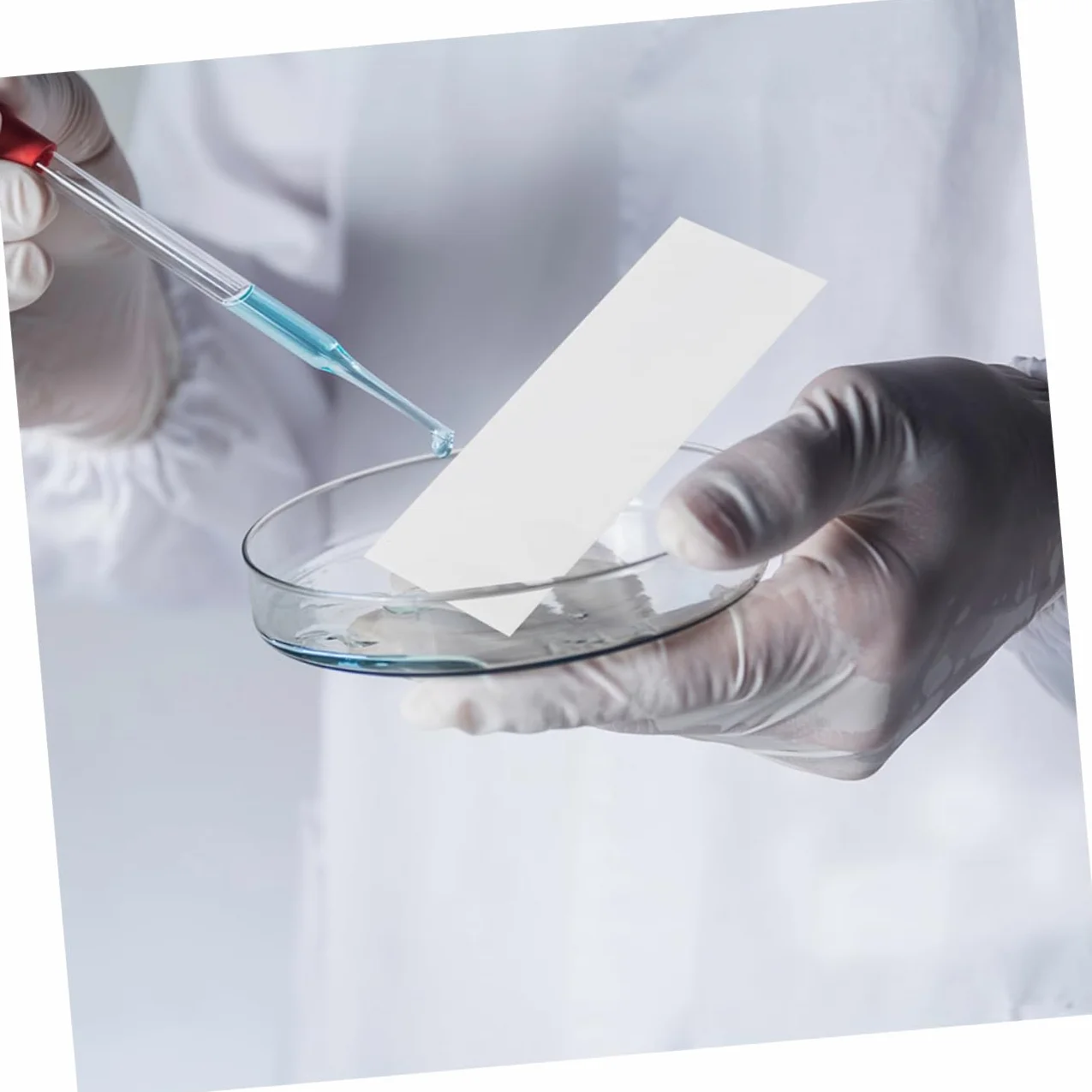 200kawałki Sztuk Pasków Papieru Chromatograficznego Do Eksperymentów Naukowych Do Separacji Pigmentów i Kolorów Laboratoriach